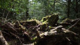 Kirishima organic green tea