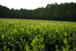 Kirishima organic green tea