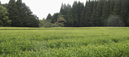 有機霧島茶