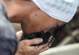 Kirishima organic green tea